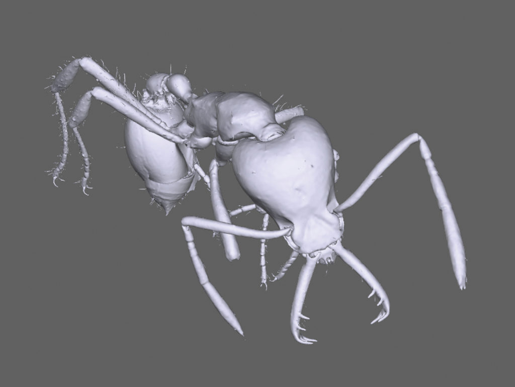 New Trap -Jaw Ant species Found