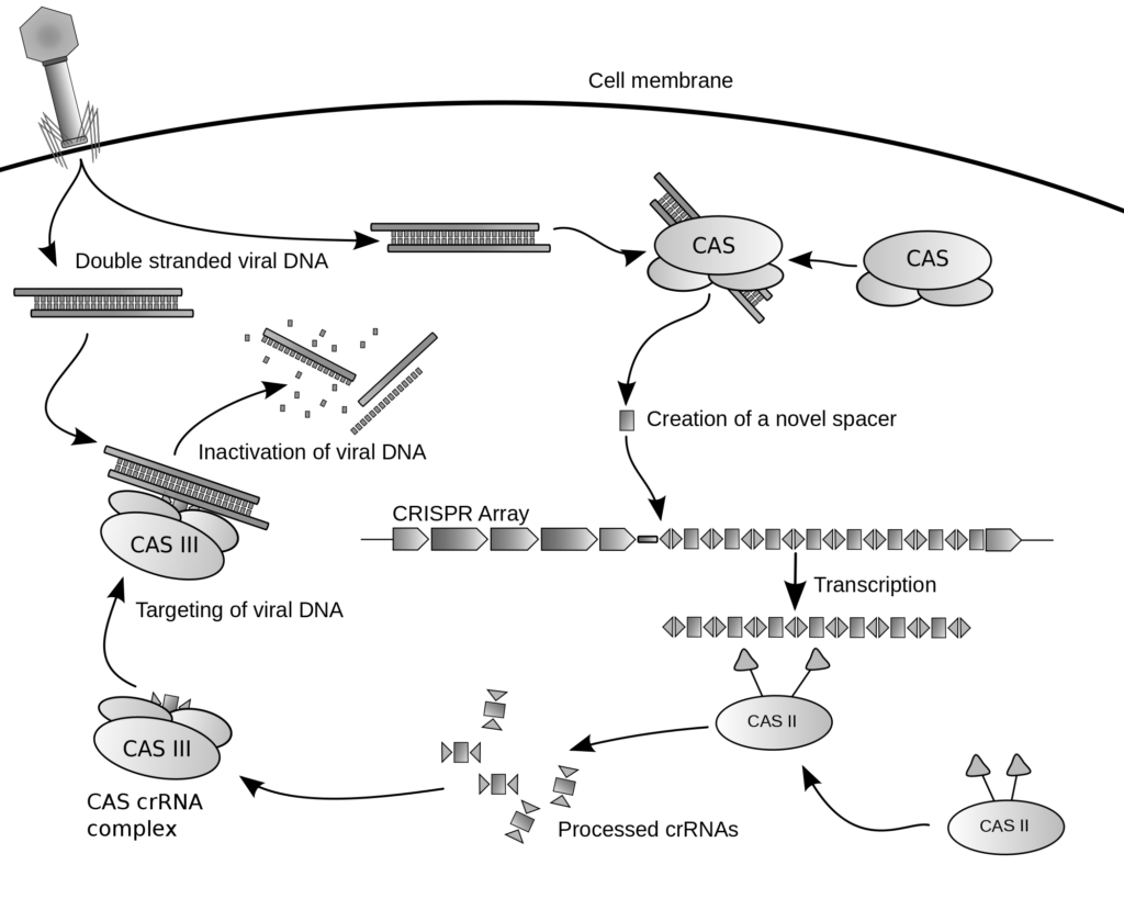 CRISPR Editing in a Living Organism