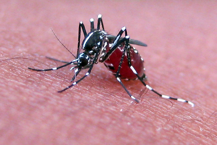 Genetically changed Mosquitoes