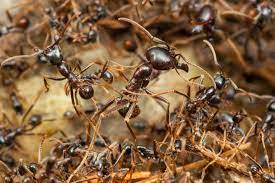 Ant – Habit and Habitat