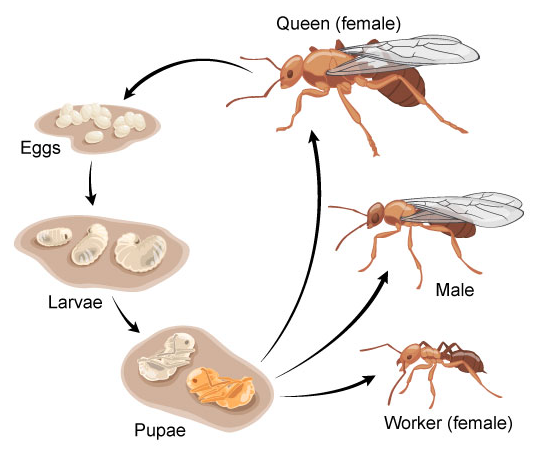 Ant – Habit and Habitat