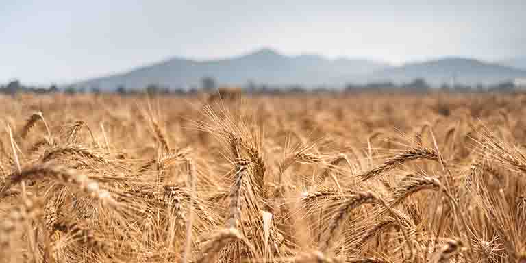 What is fair and average quality wheat